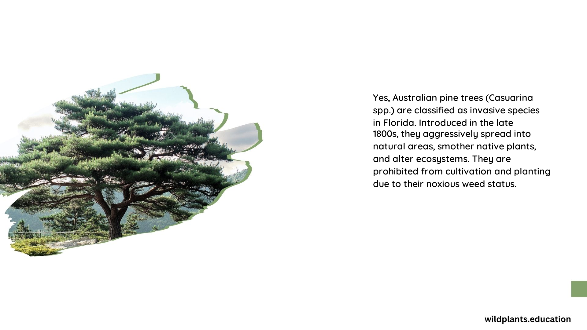 Are Pine Trees Invasive Species in Florida