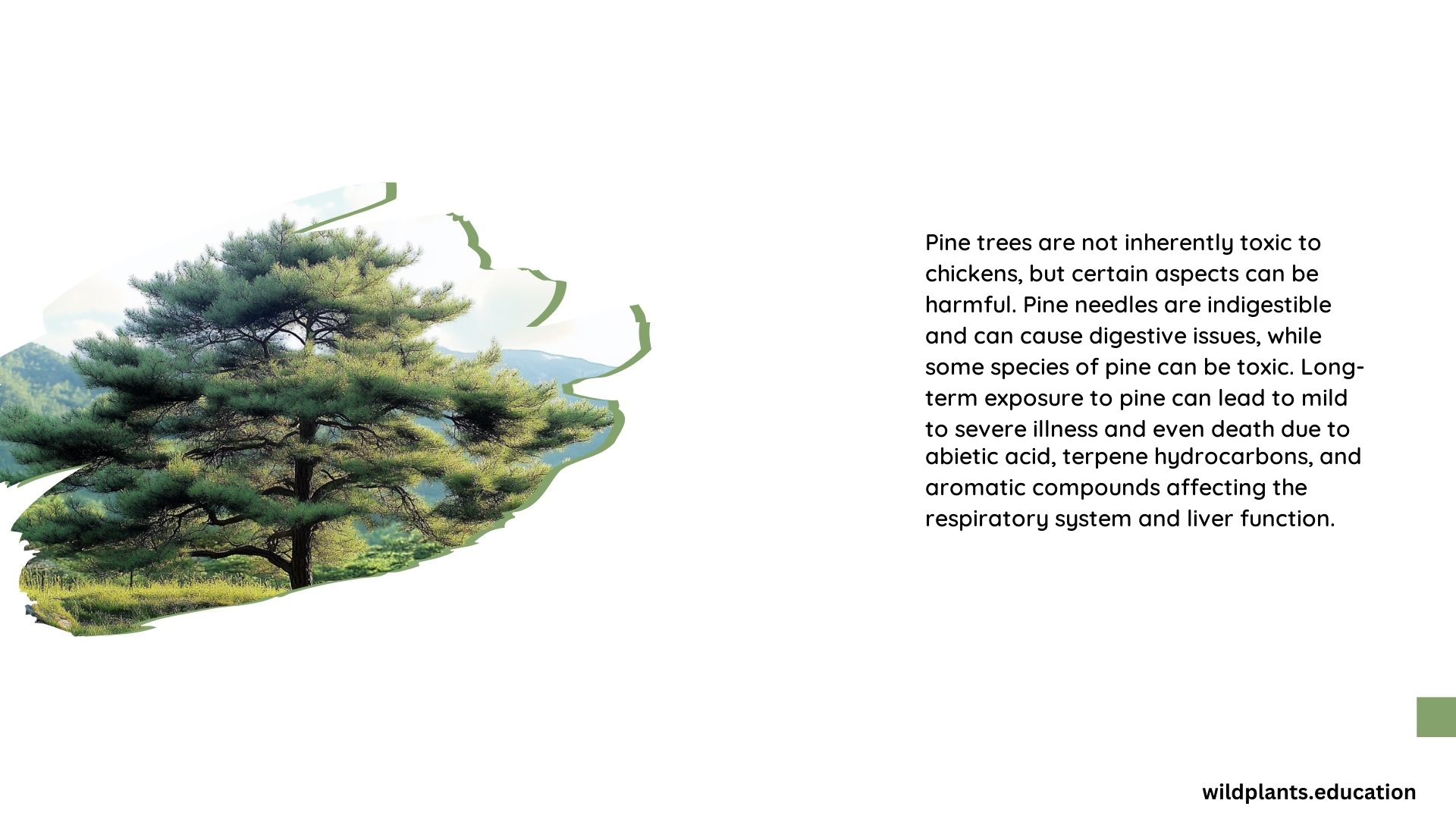 Are Pine Trees Toxic to Chickens