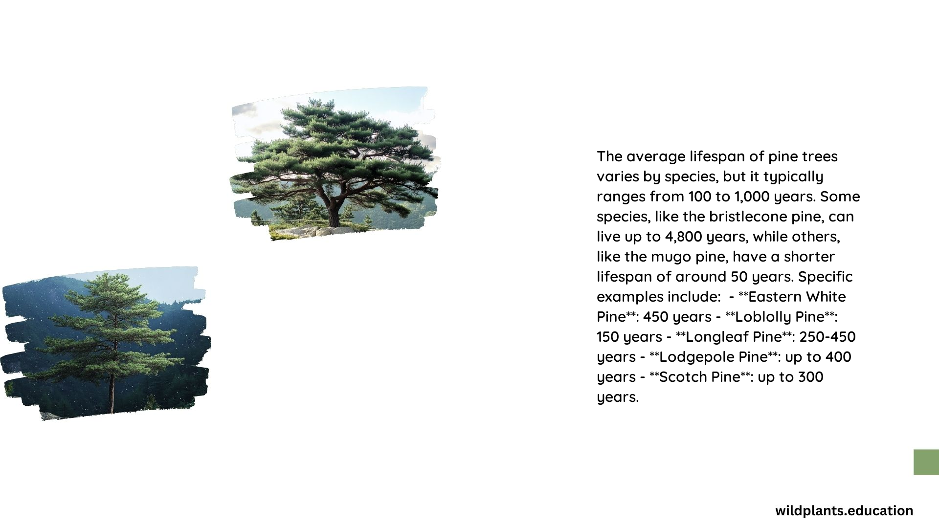 Average Pine Tree Life Span