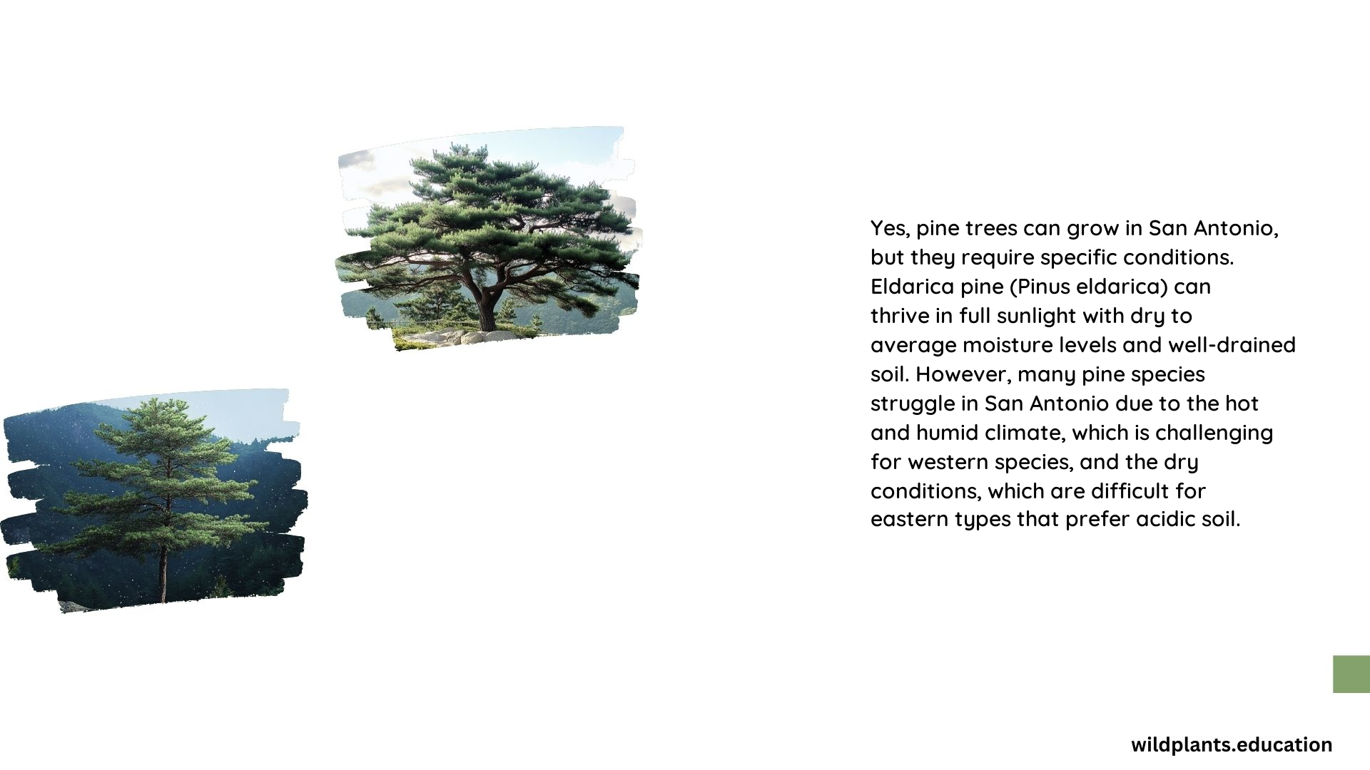 Can Pine Trees Grow in San Antonio