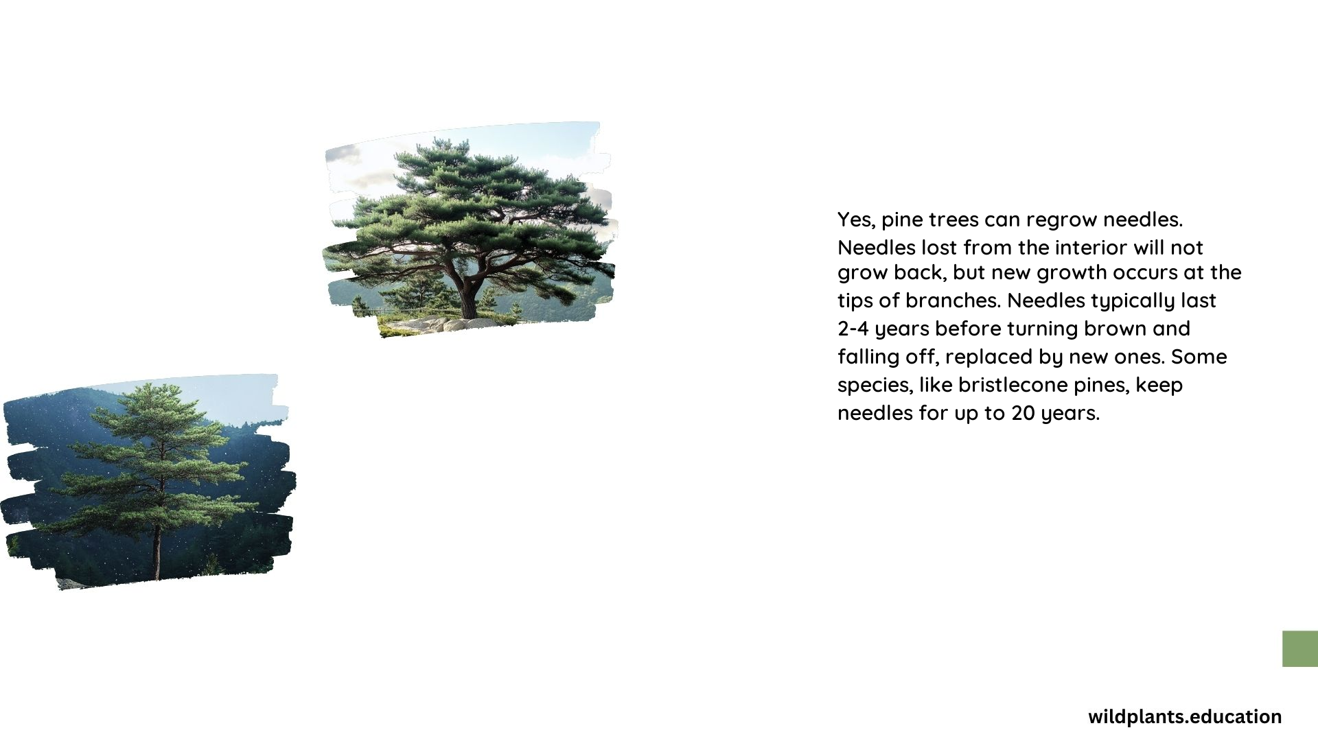 Can Pine Trees Regrow Needles