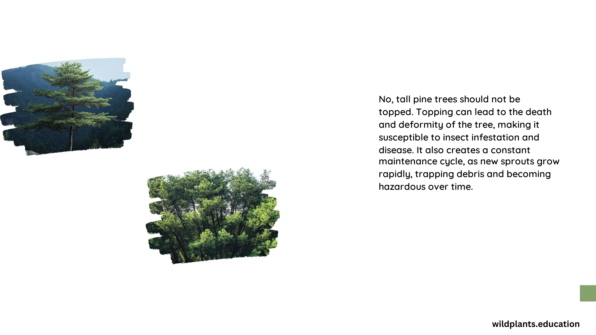 Can Tall Pine Trees Be Topped