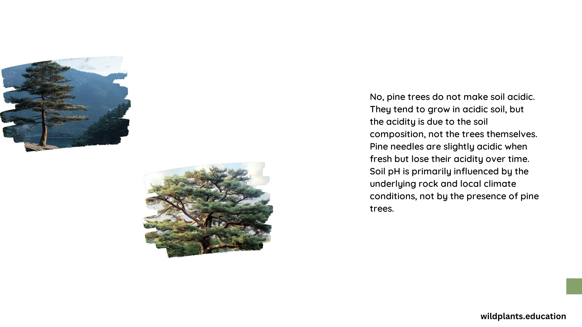 Do Pine Trees Make Soil Acidic Alkaline