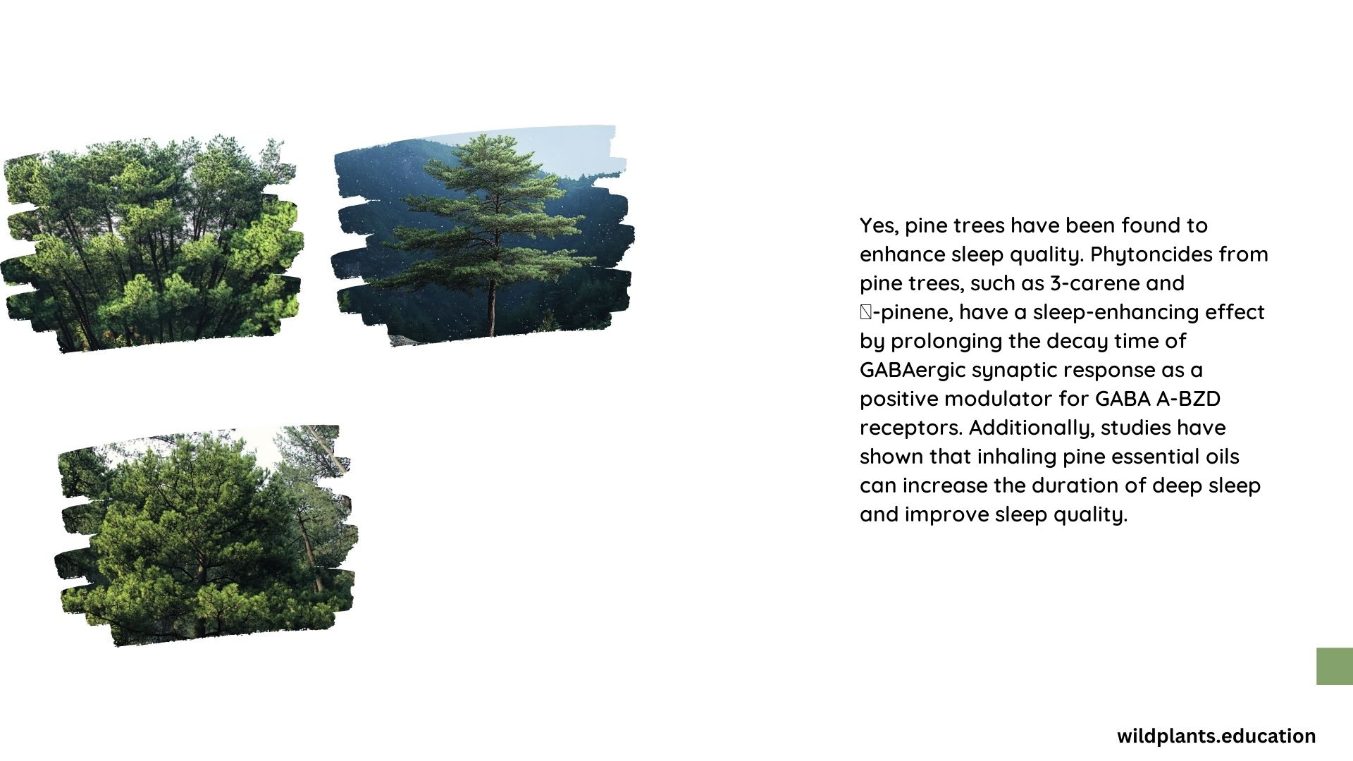 Do Pine Trees Make You Sleepy