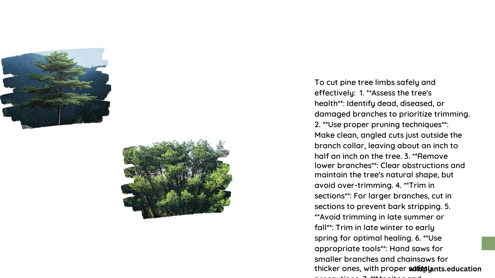 How to Cut Pine Tree Limbs