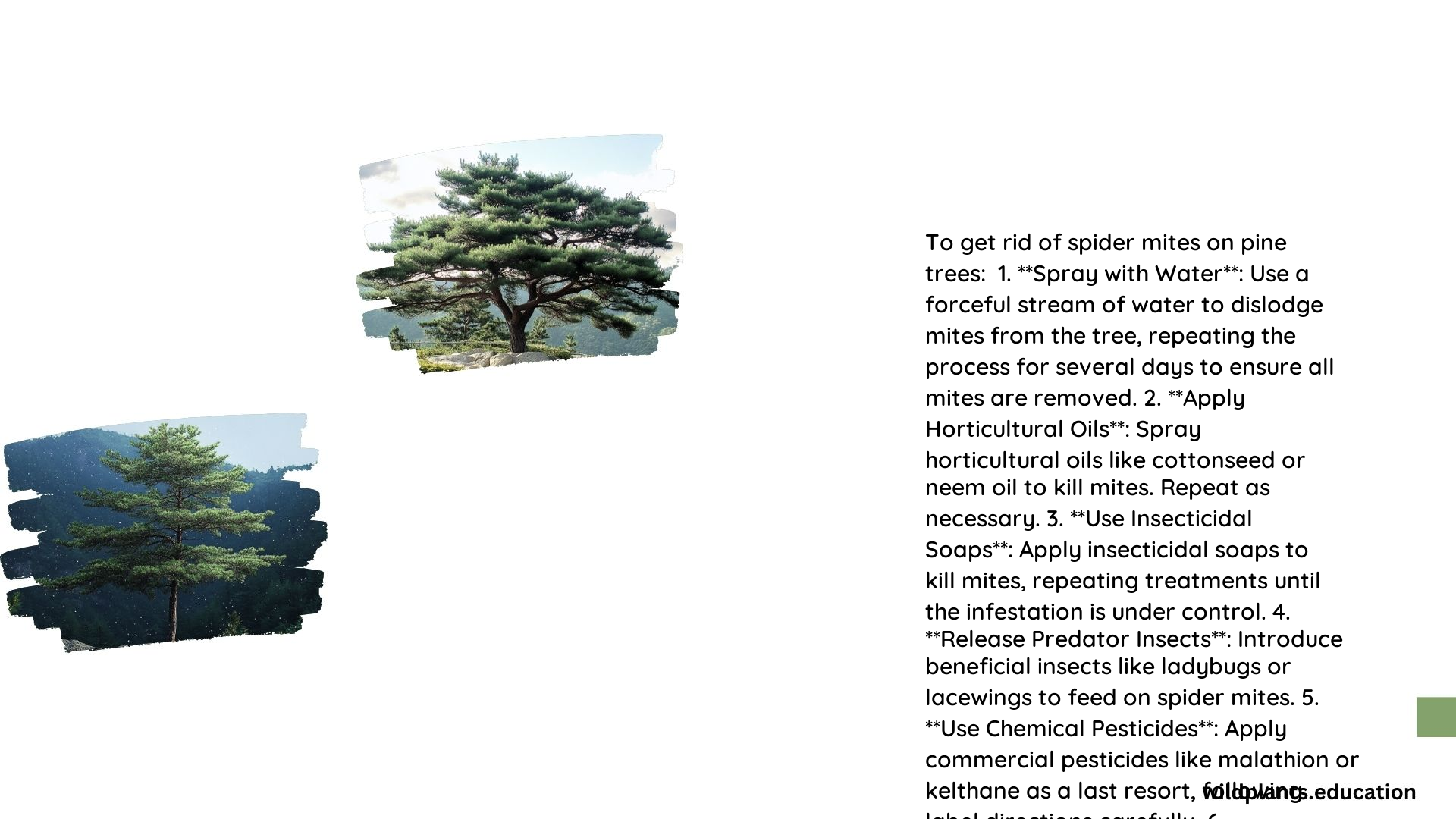 How to Get Rid of Spider Mites on Pine Trees
