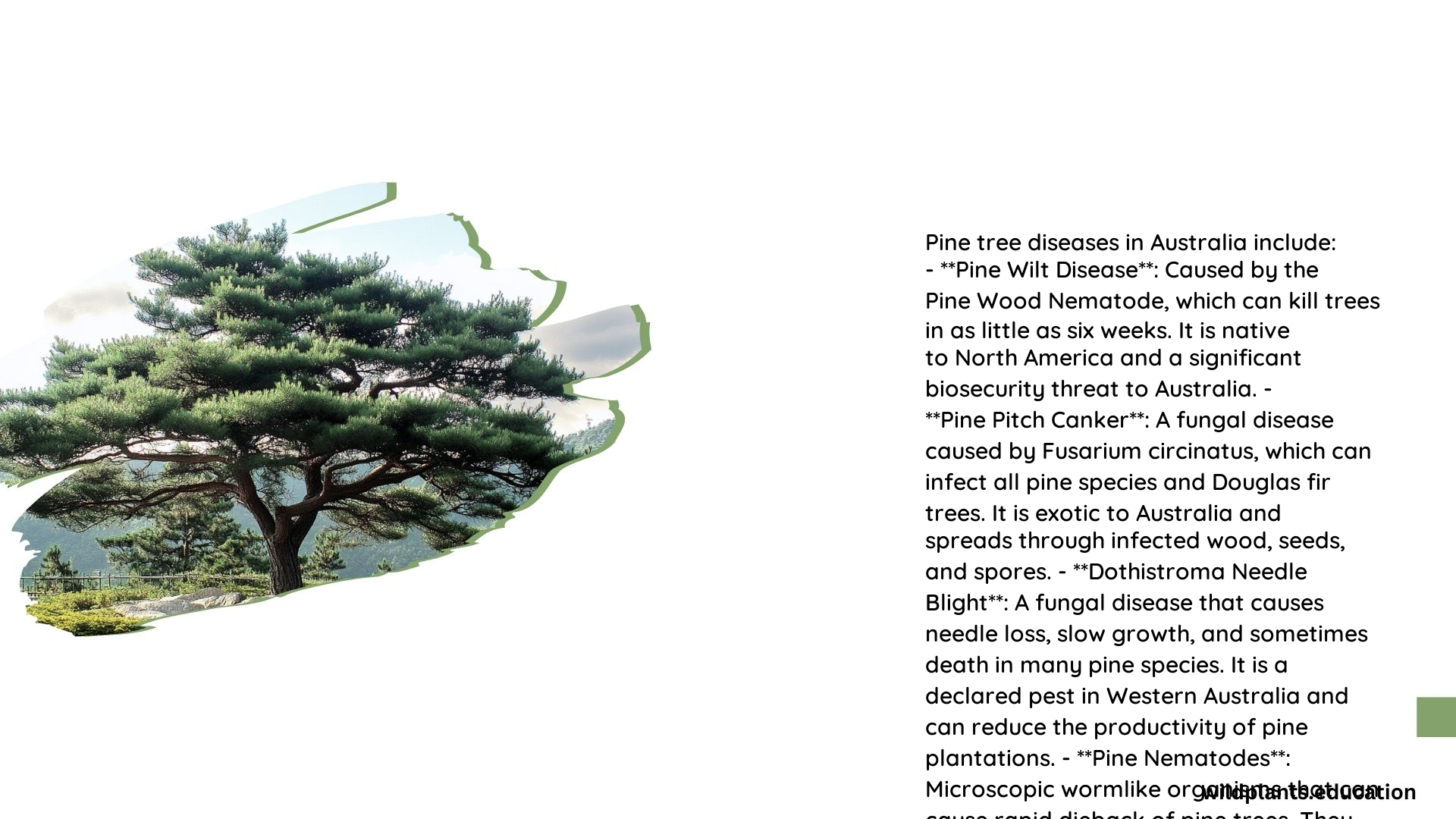 Pine Tree Diseases Australia