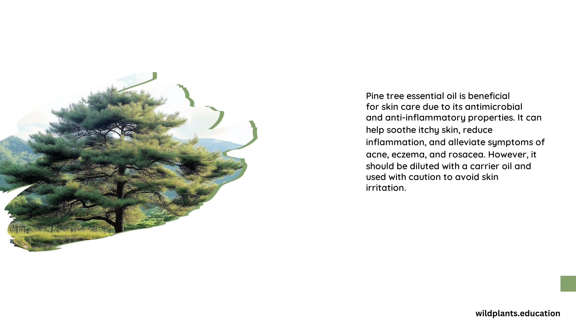 Pine Tree Essential Oil Skin Care
