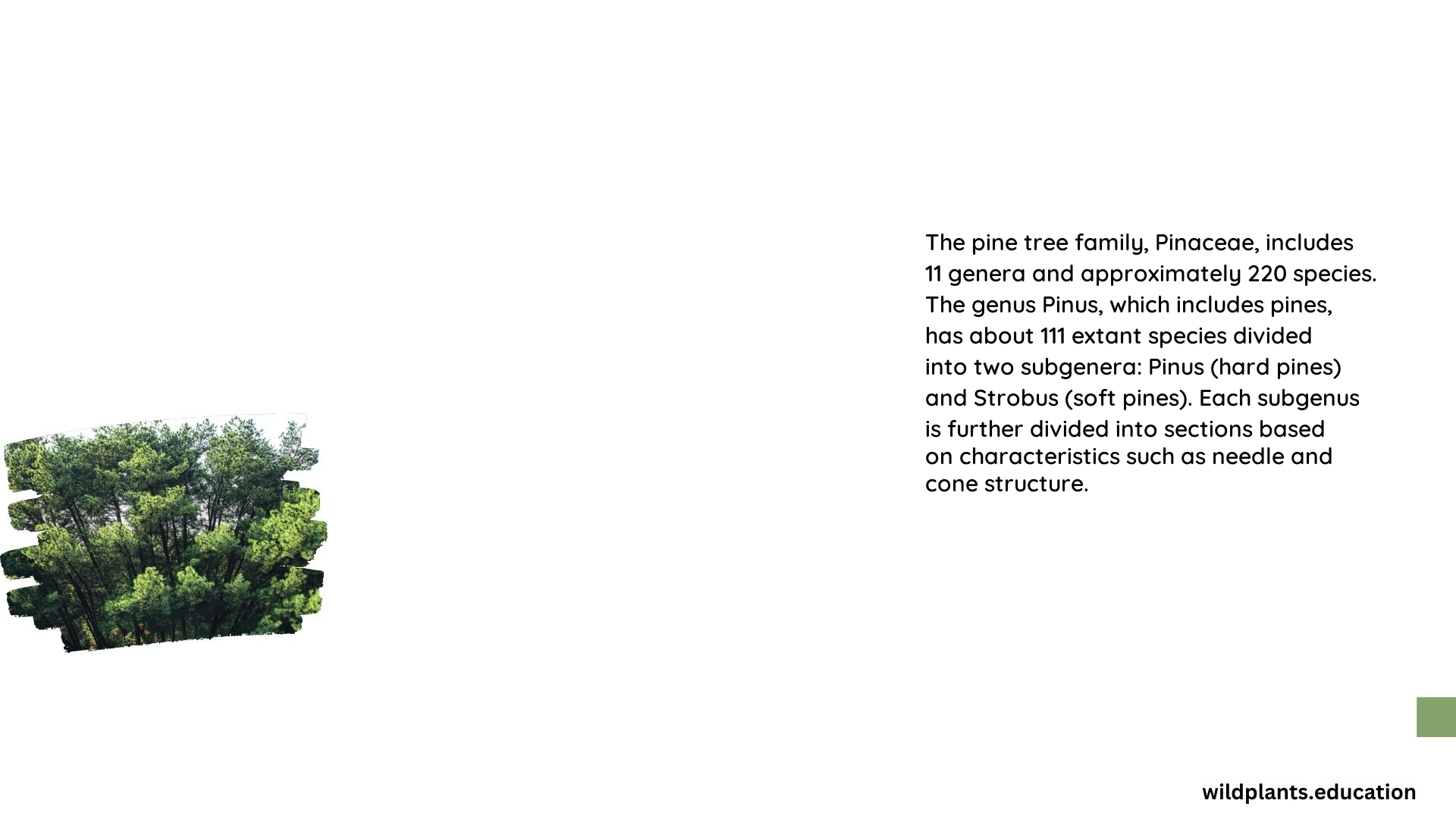 Pine Tree Family Genus Species