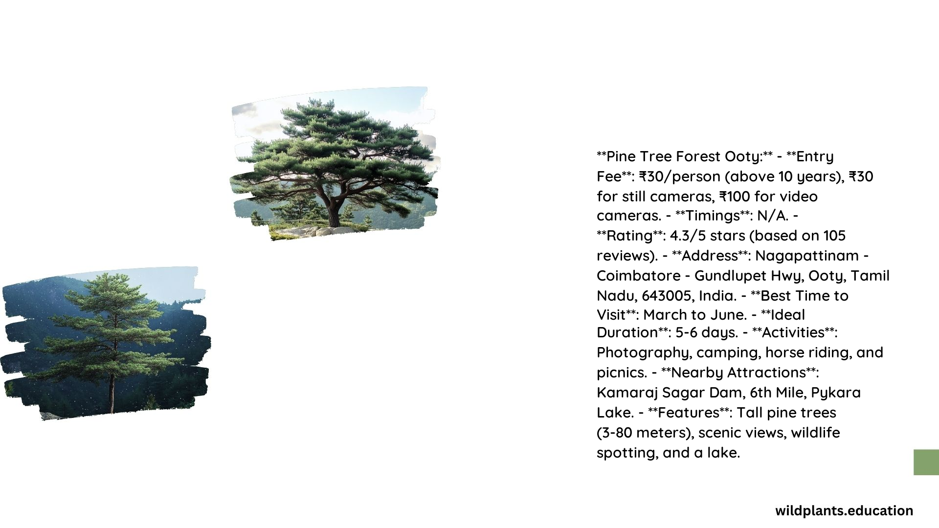 Pine Tree Forest Ooty
