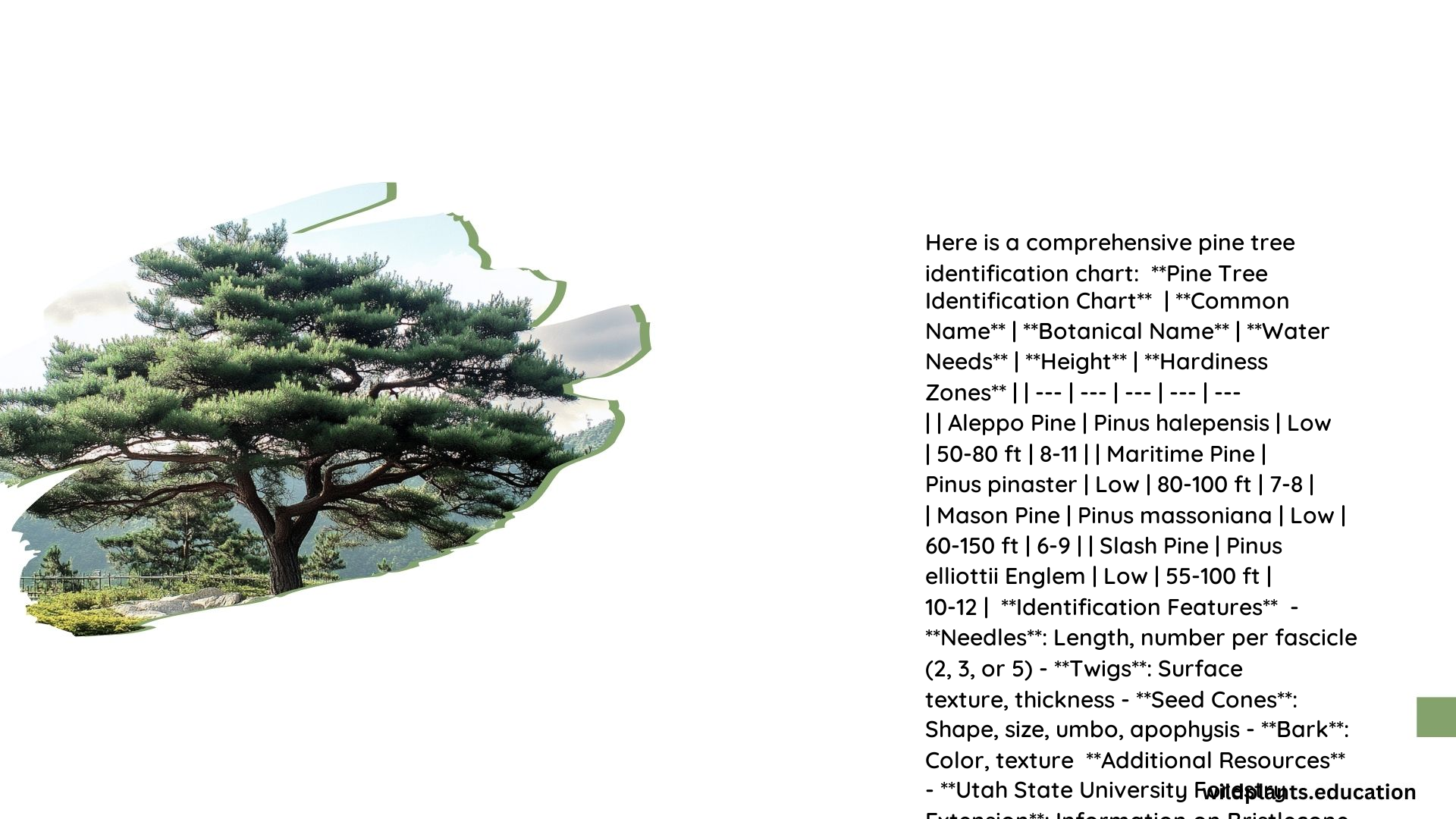 Pine Tree Identification Chart