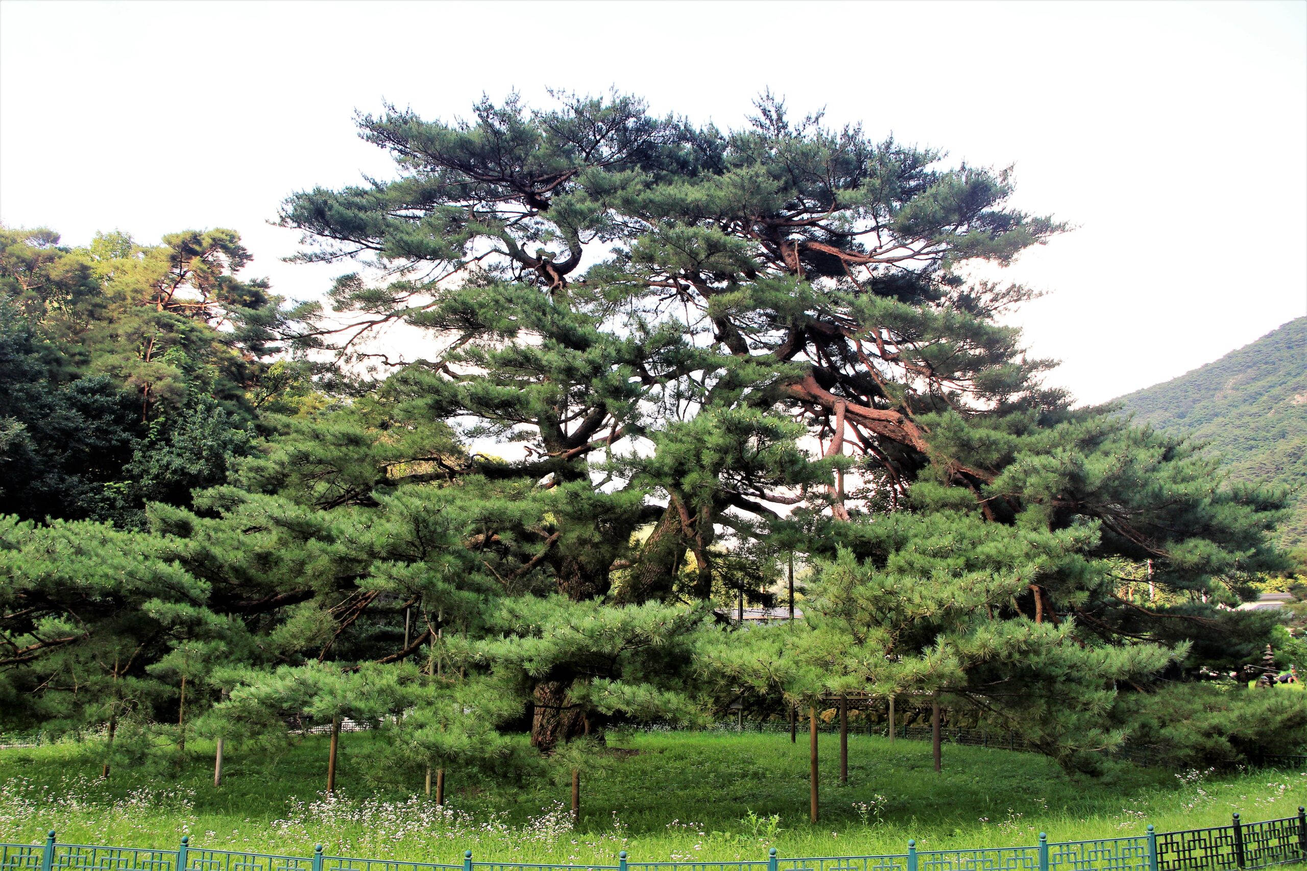 Pine Tree Extract Skin Benefits