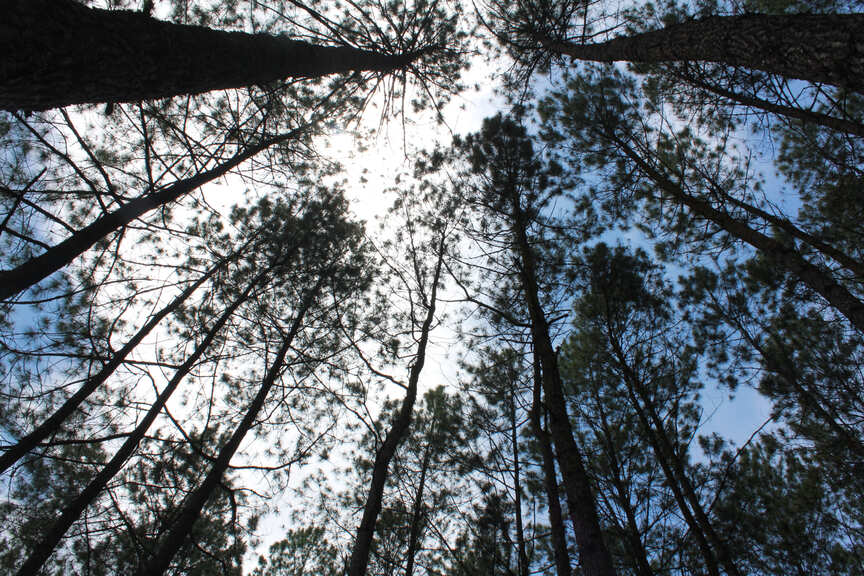 How and When to Plant Pine Trees How and When to Plant Pine Trees