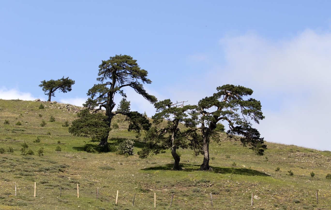 How to Tell if Pine Tree Has Beetles