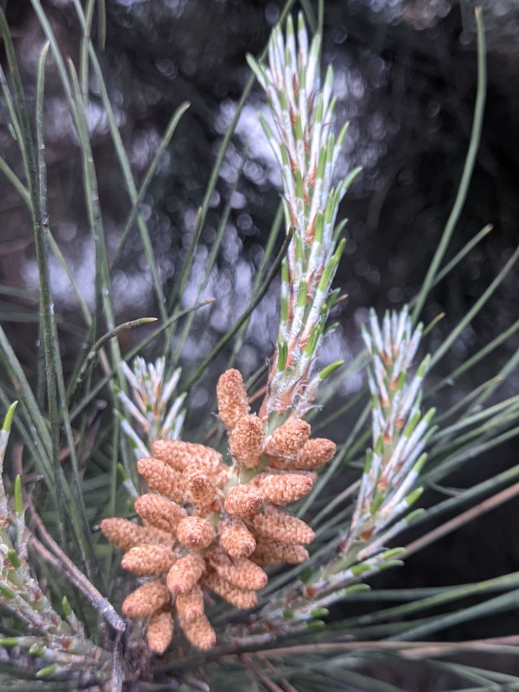 Pine Tree Asexual Reproduction