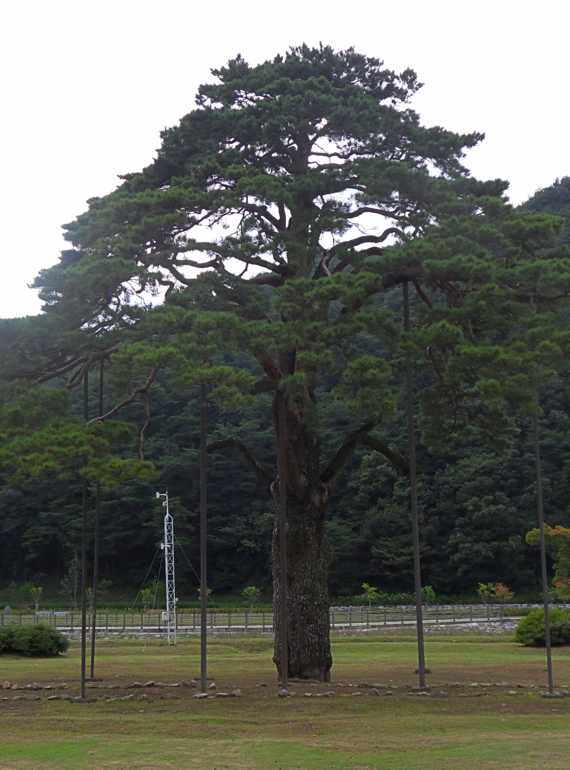 Turpentine Beetle Pine Tree Turpentine Beetle Pine Tree