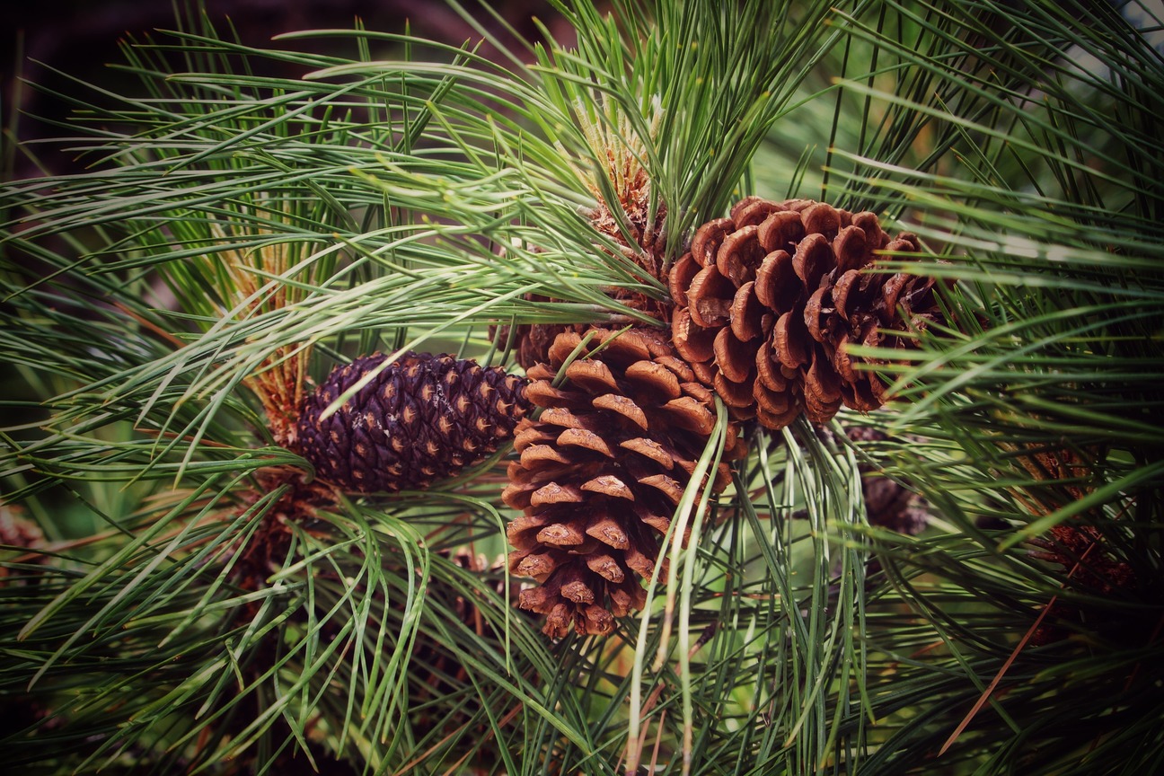 Pine Trees Dropping New Growth