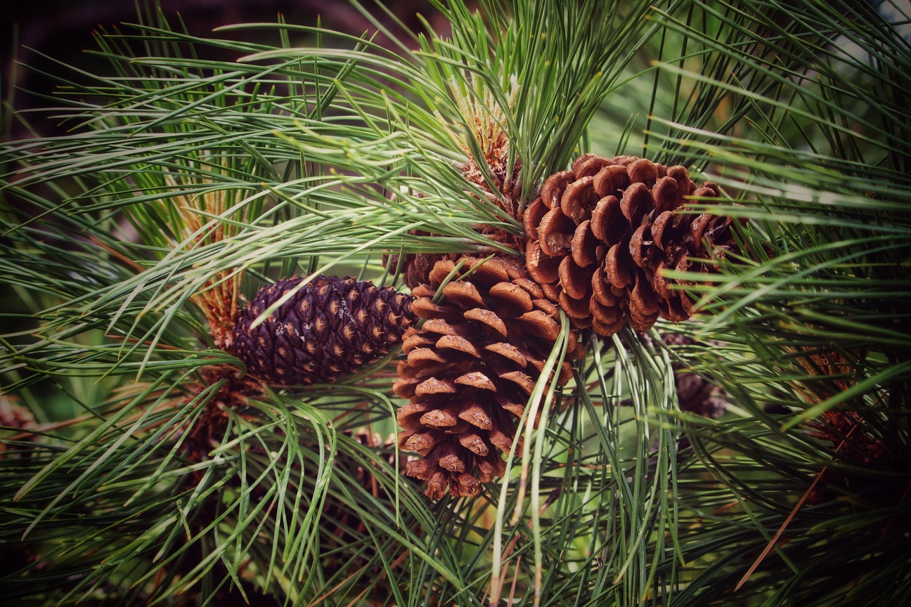 Pine Tree Root Killer Pine Tree Root Killer