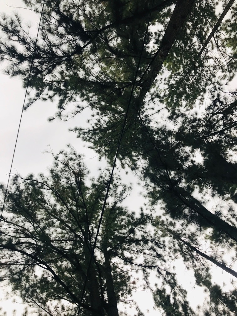 Are Pine Trees Shallow Rooted Are Pine Trees Shallow Rooted