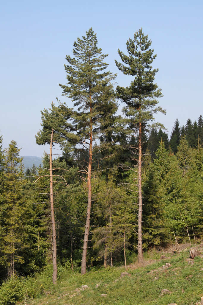 Pine Tree Mistletoe Pine Tree Mistletoe