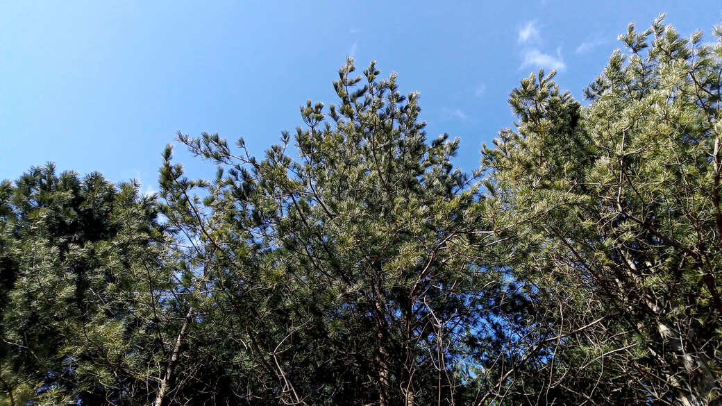 Average Pine Tree Life Span