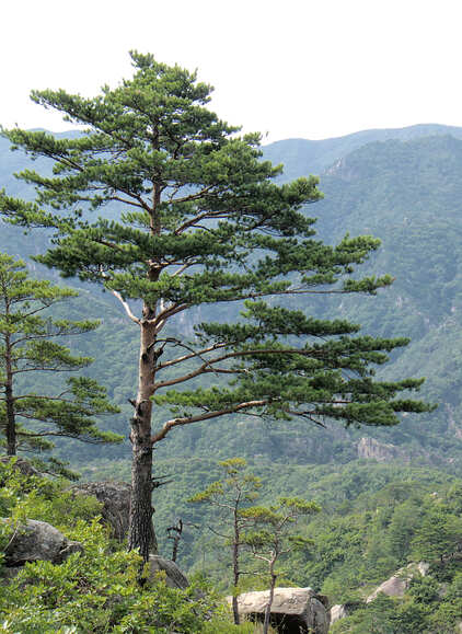 Mushrooms Growing on Pine Tree