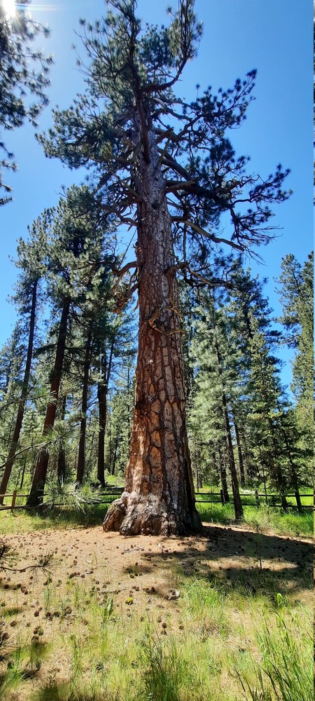 Pine Tree Identification Wisconsin