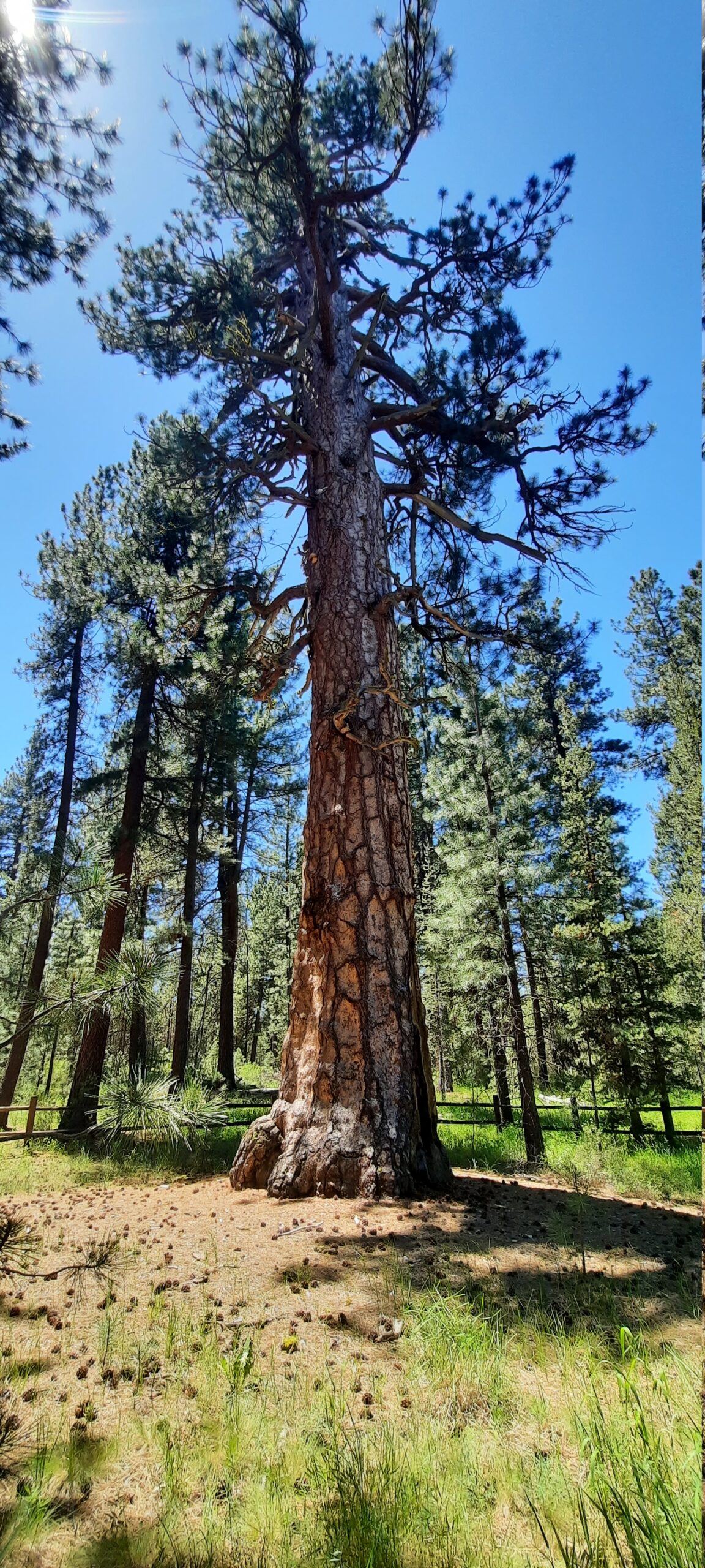 Pine Tree Bark Flour