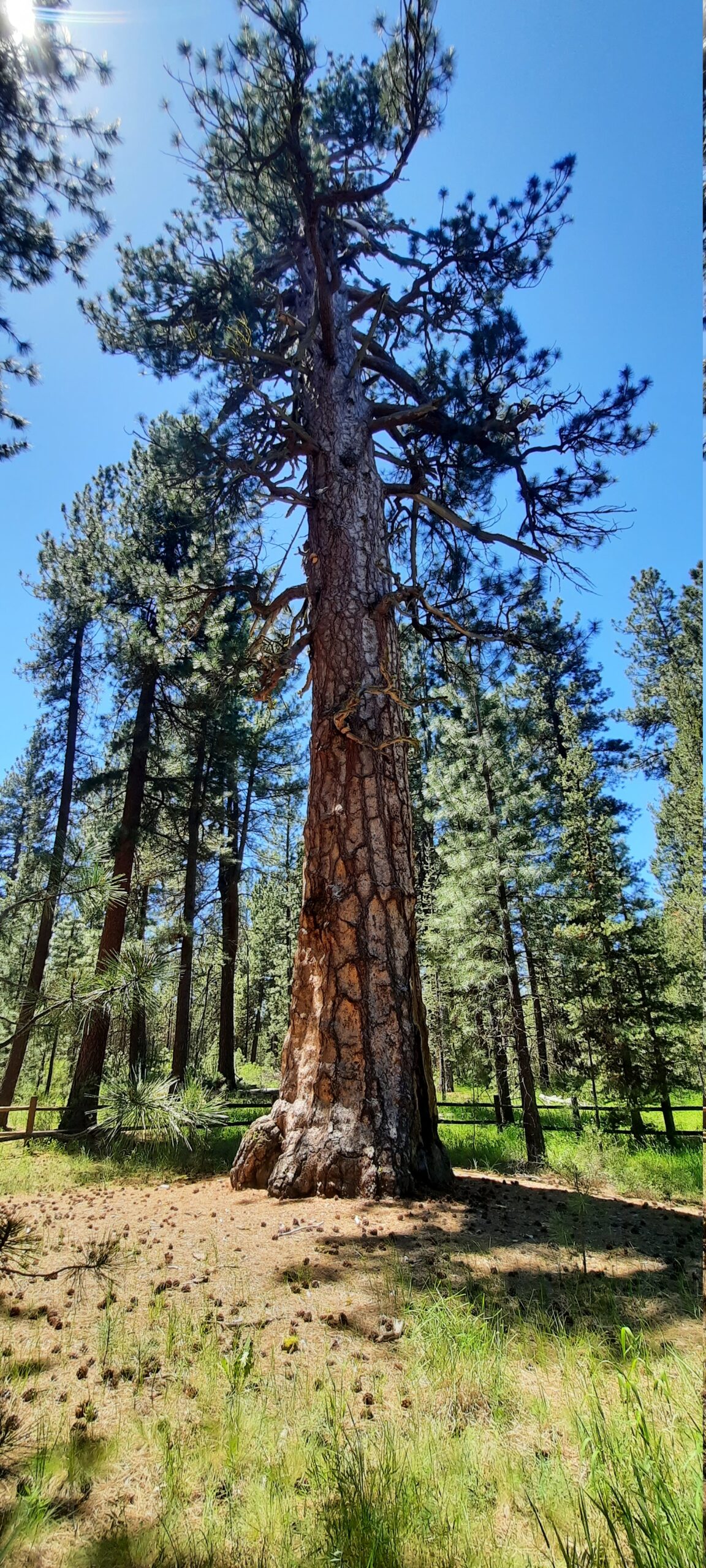 Pine Tree Bugs Pine Tree Bugs