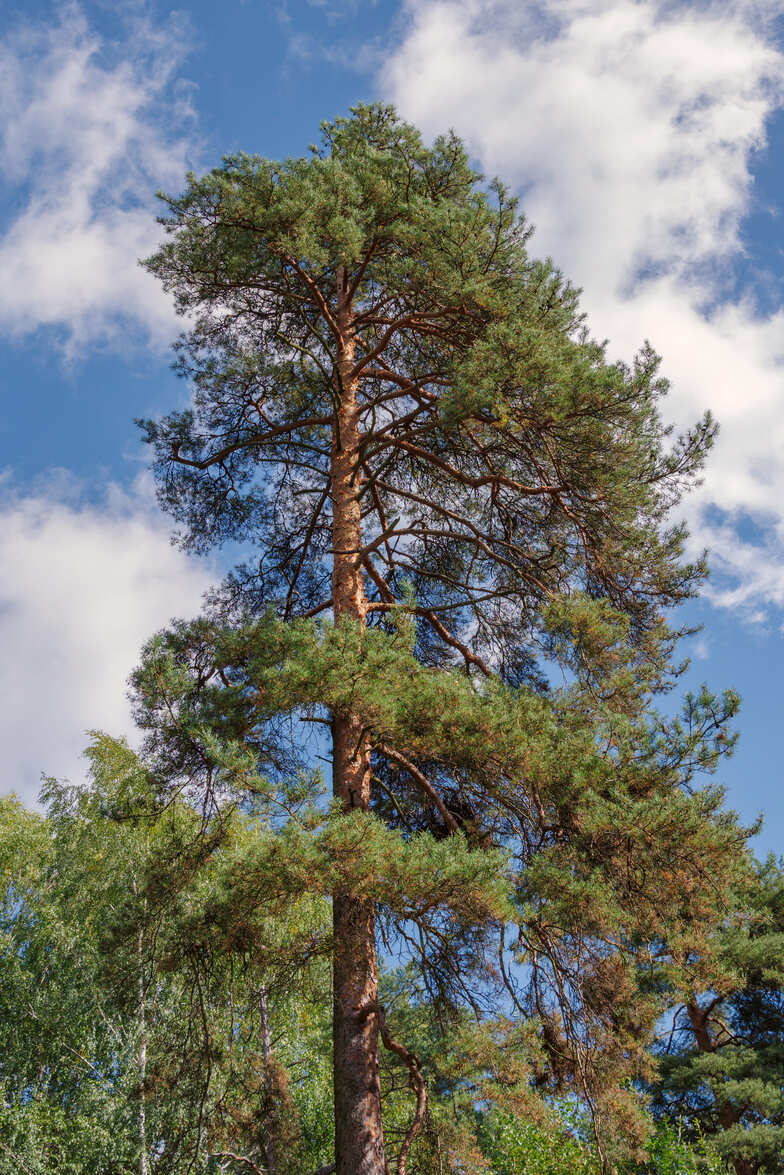 Fern Pine Tree Roots