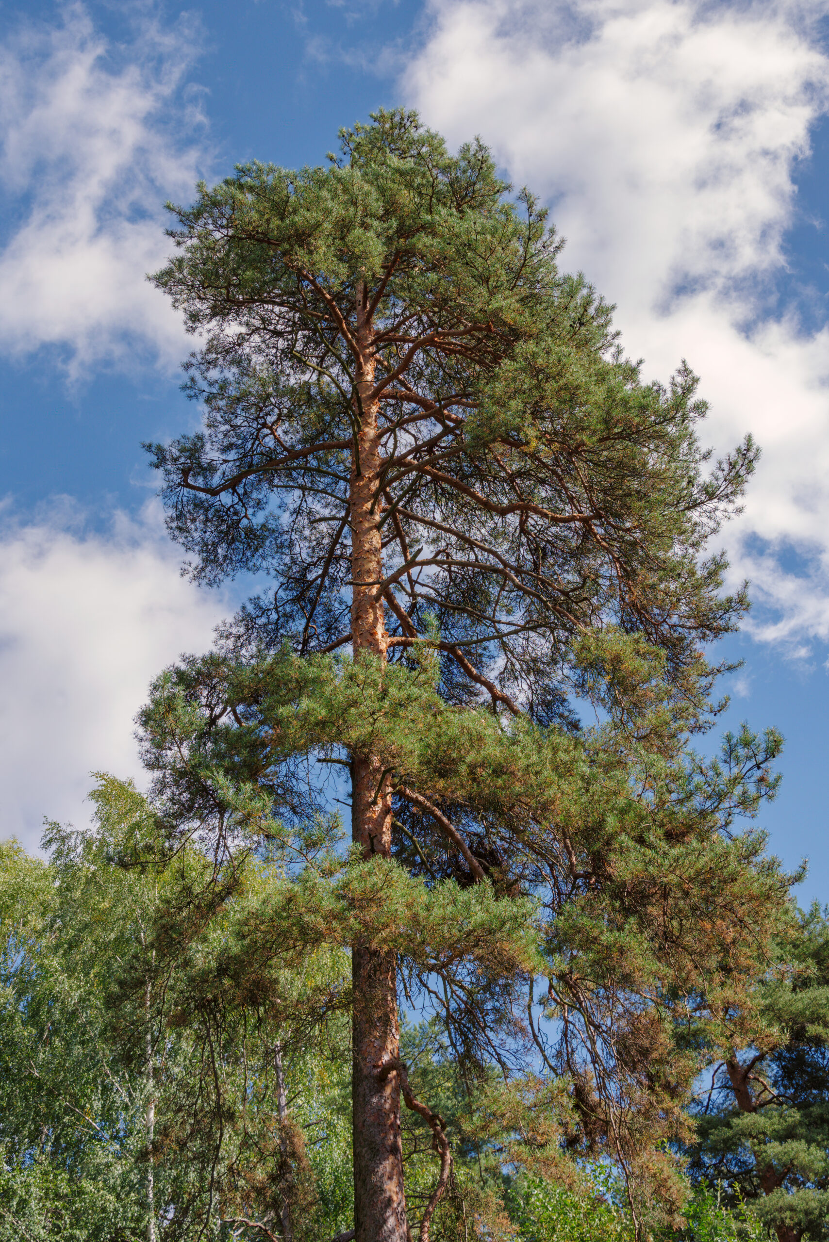 Difference Between Pine Tree and Evergreen Difference Between Pine Tree and Evergreen