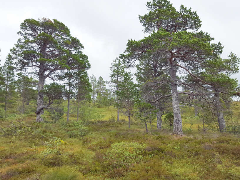 Edible Pine Tree Mushrooms Edible Pine Tree Mushrooms