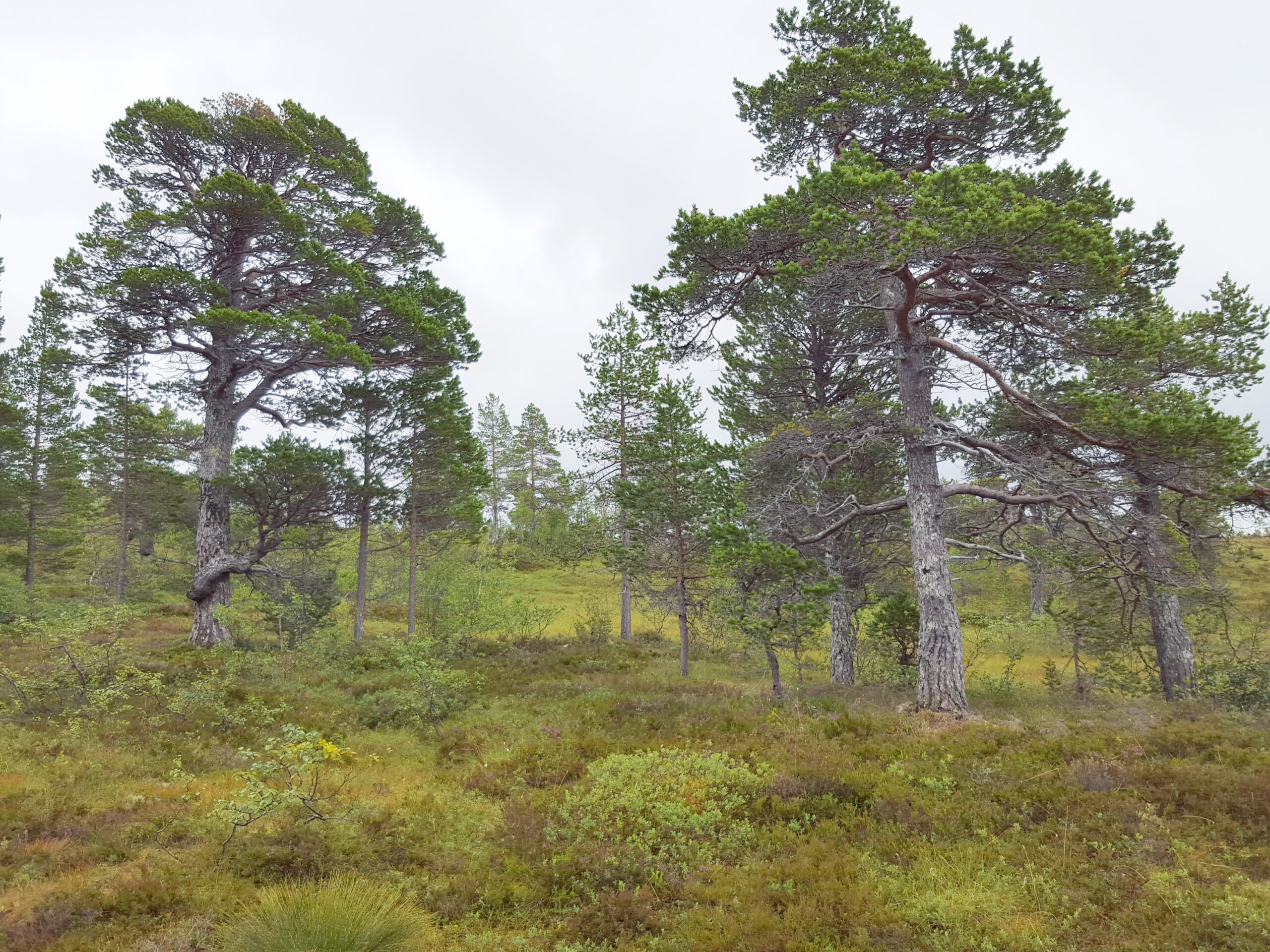 Pine Tree Bear Fruits