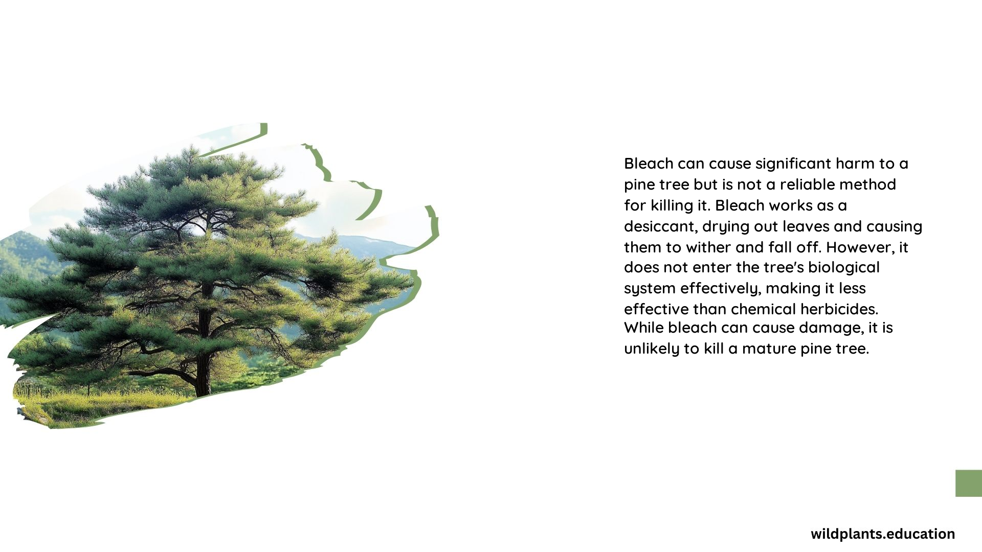 Will Bleach Kill a Pine Tree